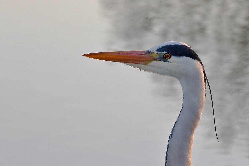 Graureiher-Portrait im Abendlicht