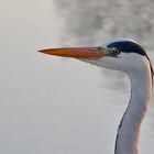 Graureiher-Portrait im Abendlicht