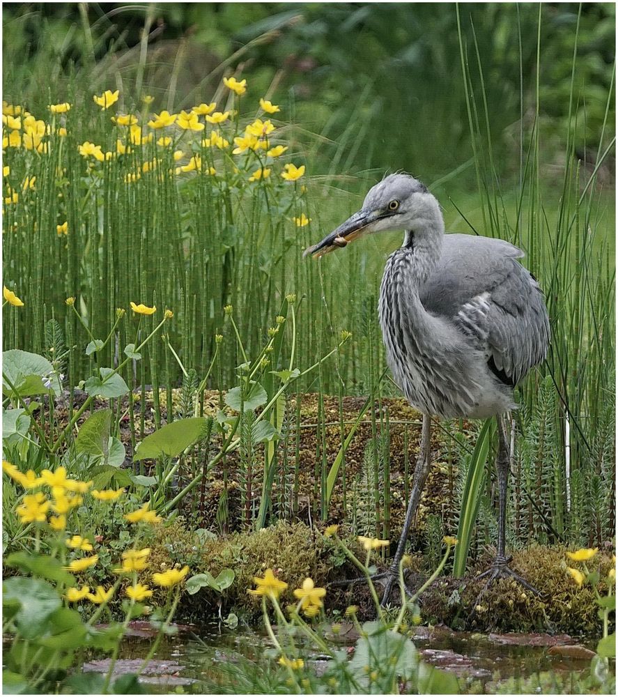 Graureiher Räuber am Teich 2 Foto & Bild vögel, wildlife, garten