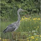 Graureiher - Räuber am Teich