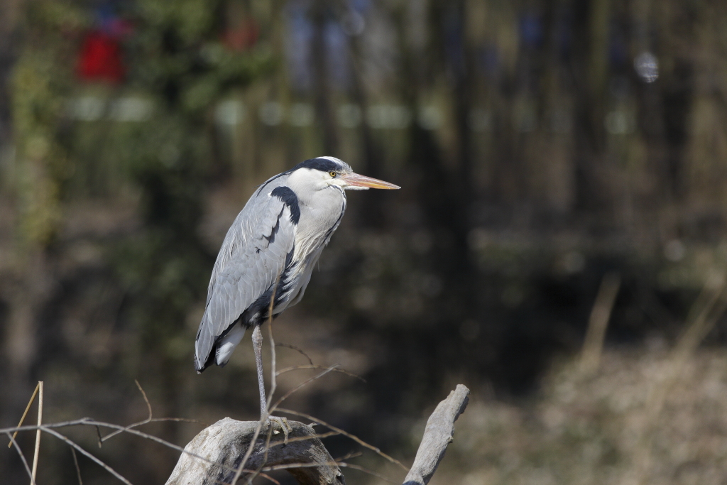 Graureiher scharfer Blick