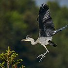 Graureiher - schon sehr flügge Jungvögel