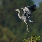 Graureiher - schon sehr flügge Jungvögel