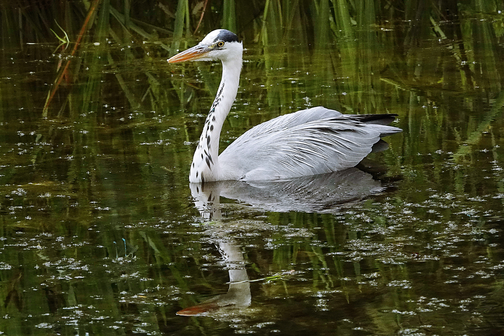 Graureiher schwimmend gespiegelt