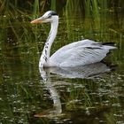 Graureiher schwimmend gespiegelt