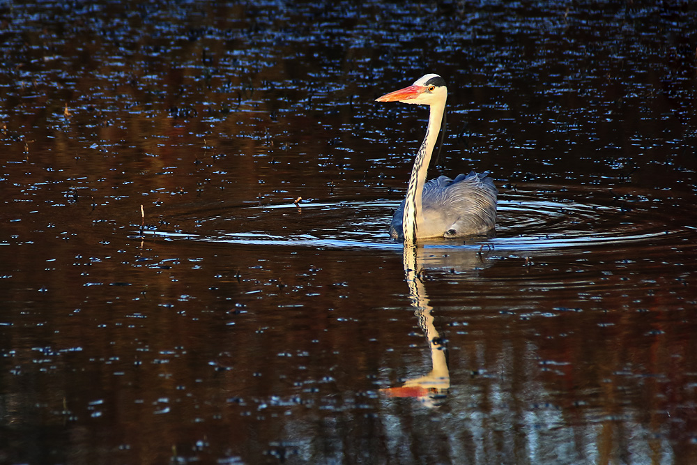 Graureiher schwimmend im Abendlicht