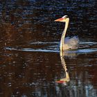 Graureiher schwimmend im Abendlicht