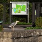 Graureiher spaziert auf der Mauer