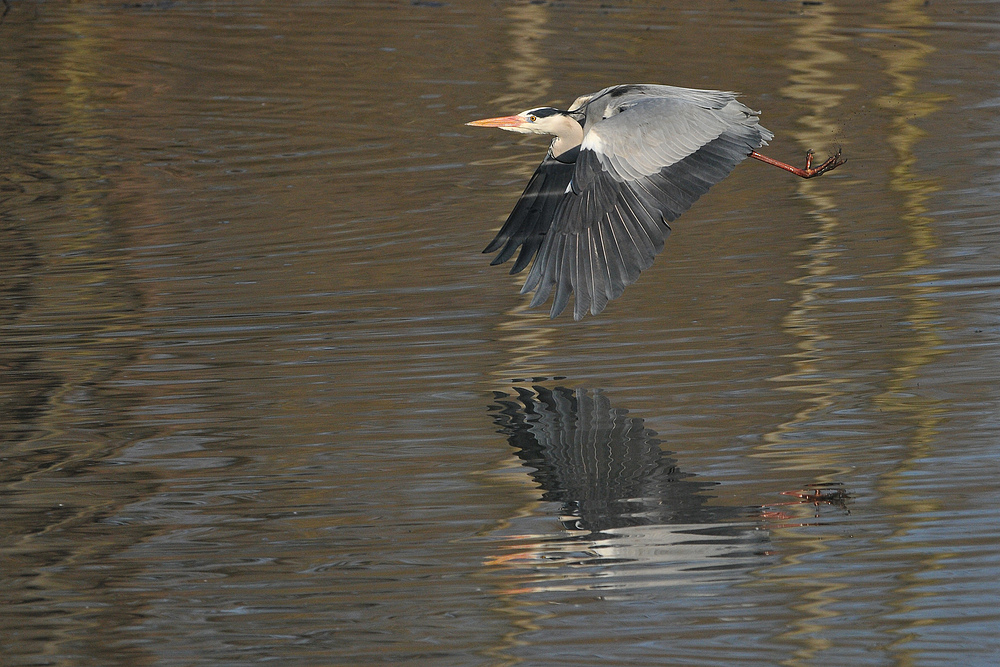 Graureiher – Spiegelflug