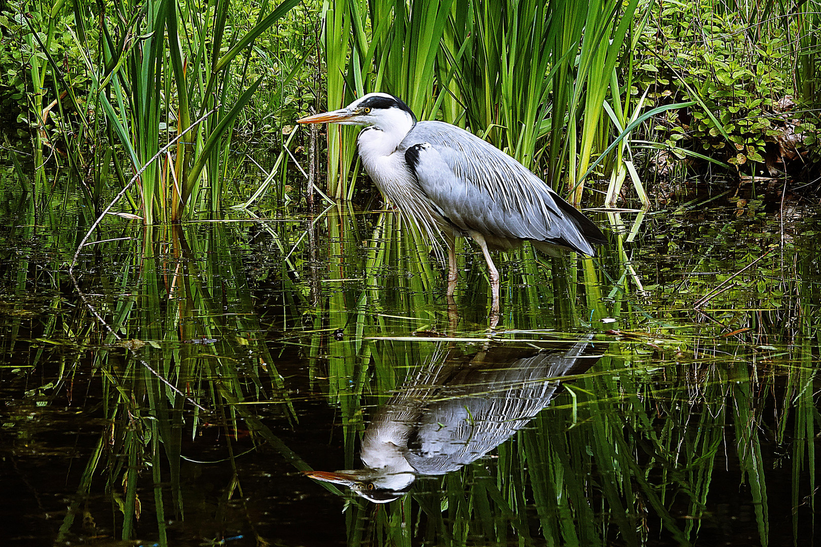 Graureiher spiegelt sich im Weiher