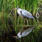 Graureiher spiegelt sich im Weiher