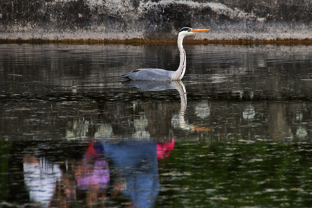 Graureiher-Spiegelung im bunten Wasser......