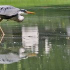 Graureiher startet seinen Flug