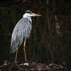 Graureiher stehend auf dem Nest