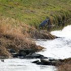 Graureiher, Stockenten und Teichhühner