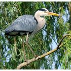 - Graureiher trägt zum Nestbau bei. ( Ardea cinerea )