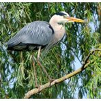 - Graureiher trägt zum Nestbau bei. ( Ardea cinerea )