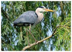 - Graureiher trägt zum Nestbau bei. ( Ardea cinerea )