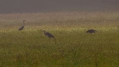 Graureiher Trio im Morgennebel