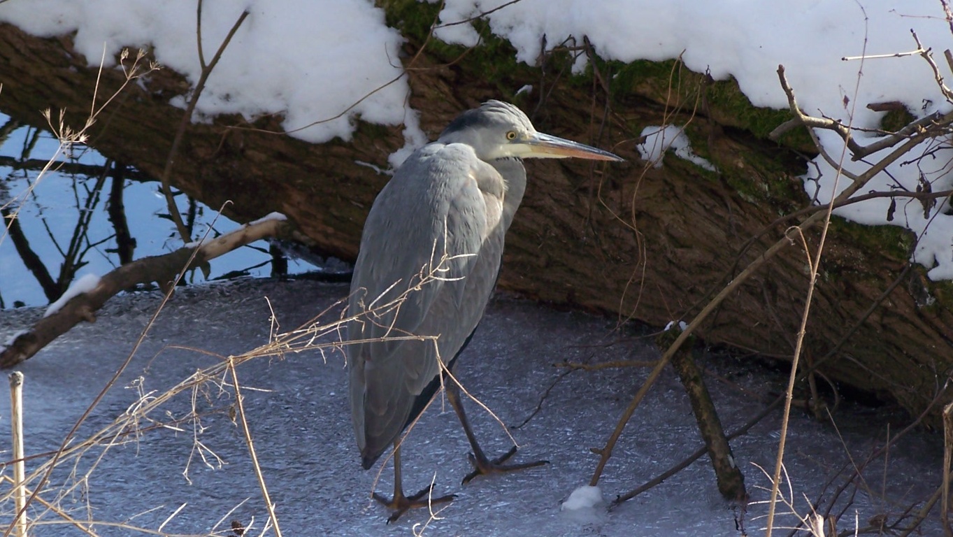 Graureiher trotz Winter in der Diemel