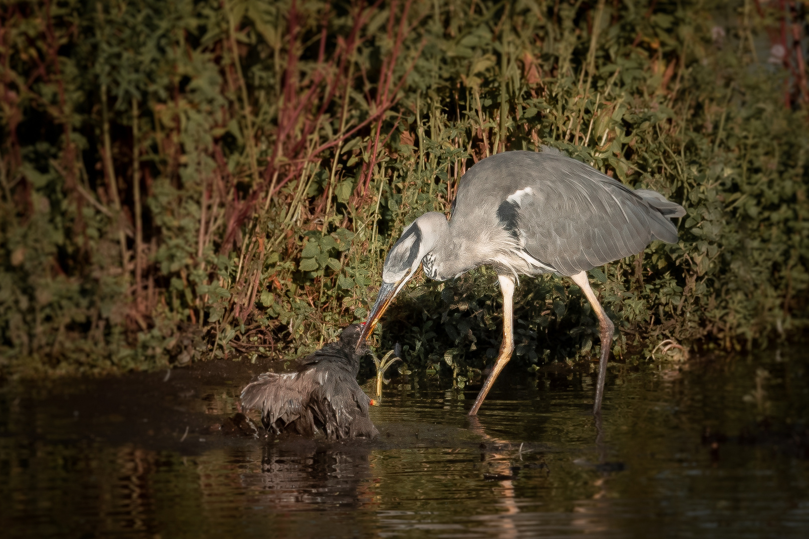 Graureiher u. Wasserhuhn