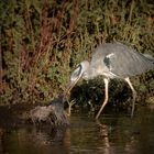 Graureiher u. Wasserhuhn