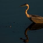 "GRAUREIHER und das Abendlicht"