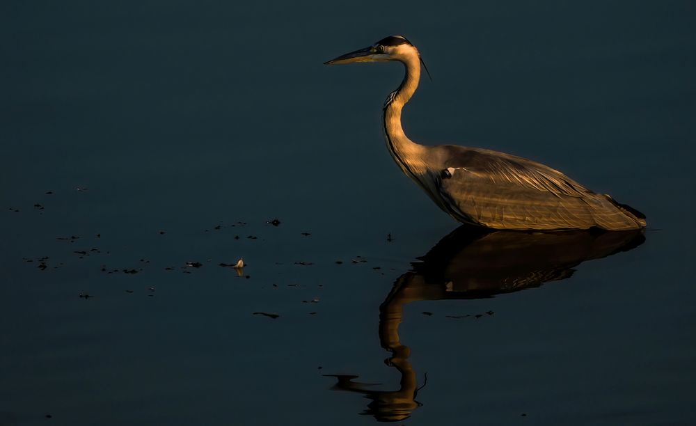 "GRAUREIHER und das Abendlicht"