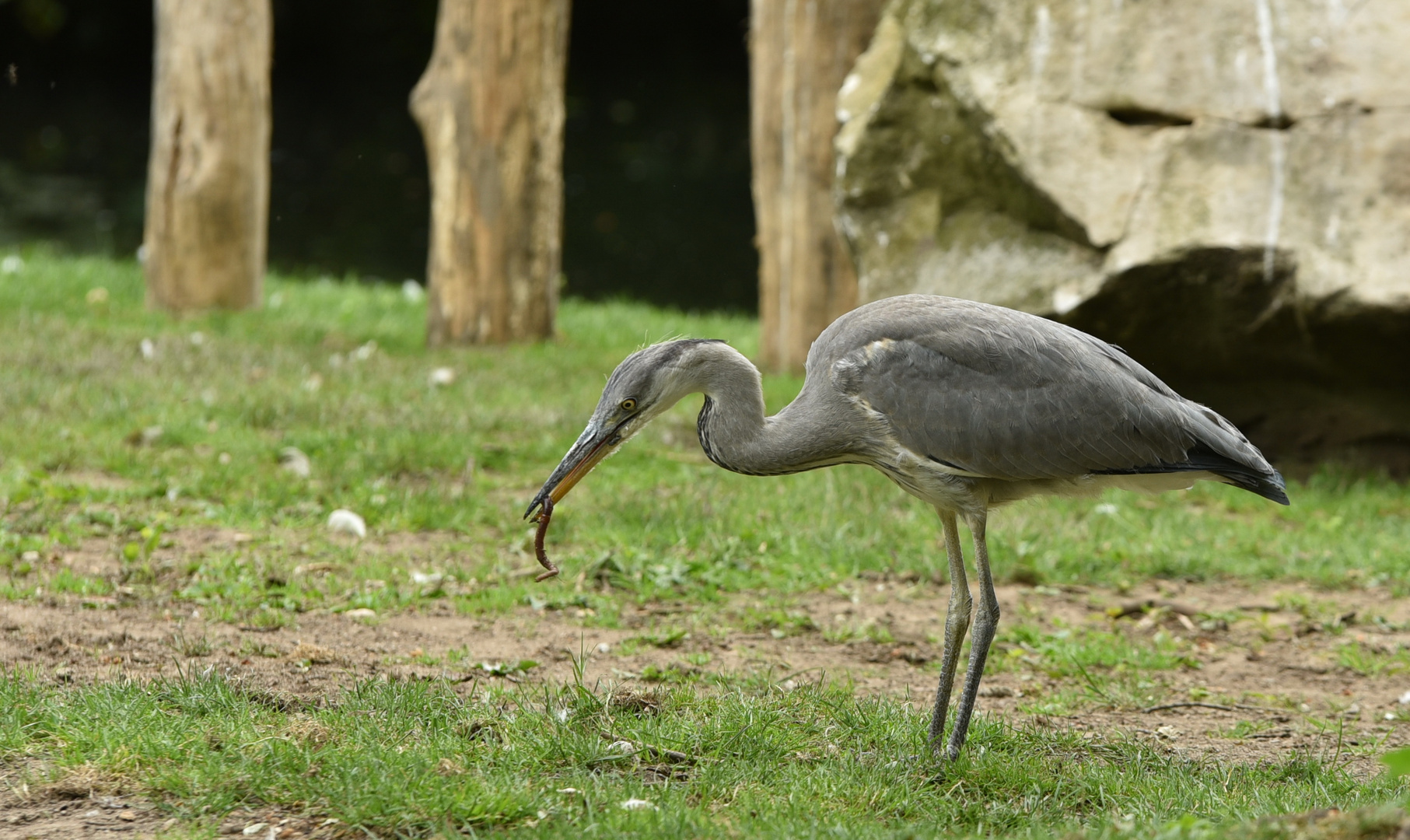 Graureiher und der Wurm