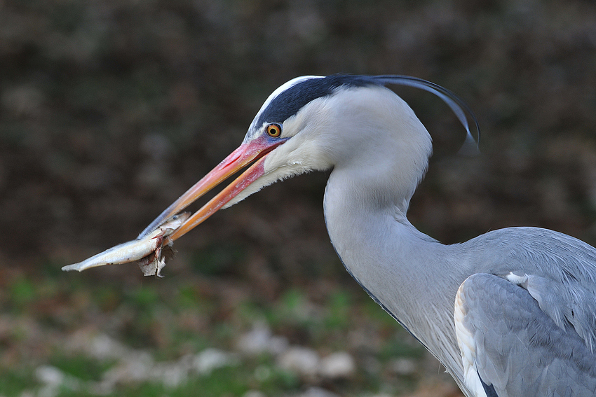 Graureiher und Fisch