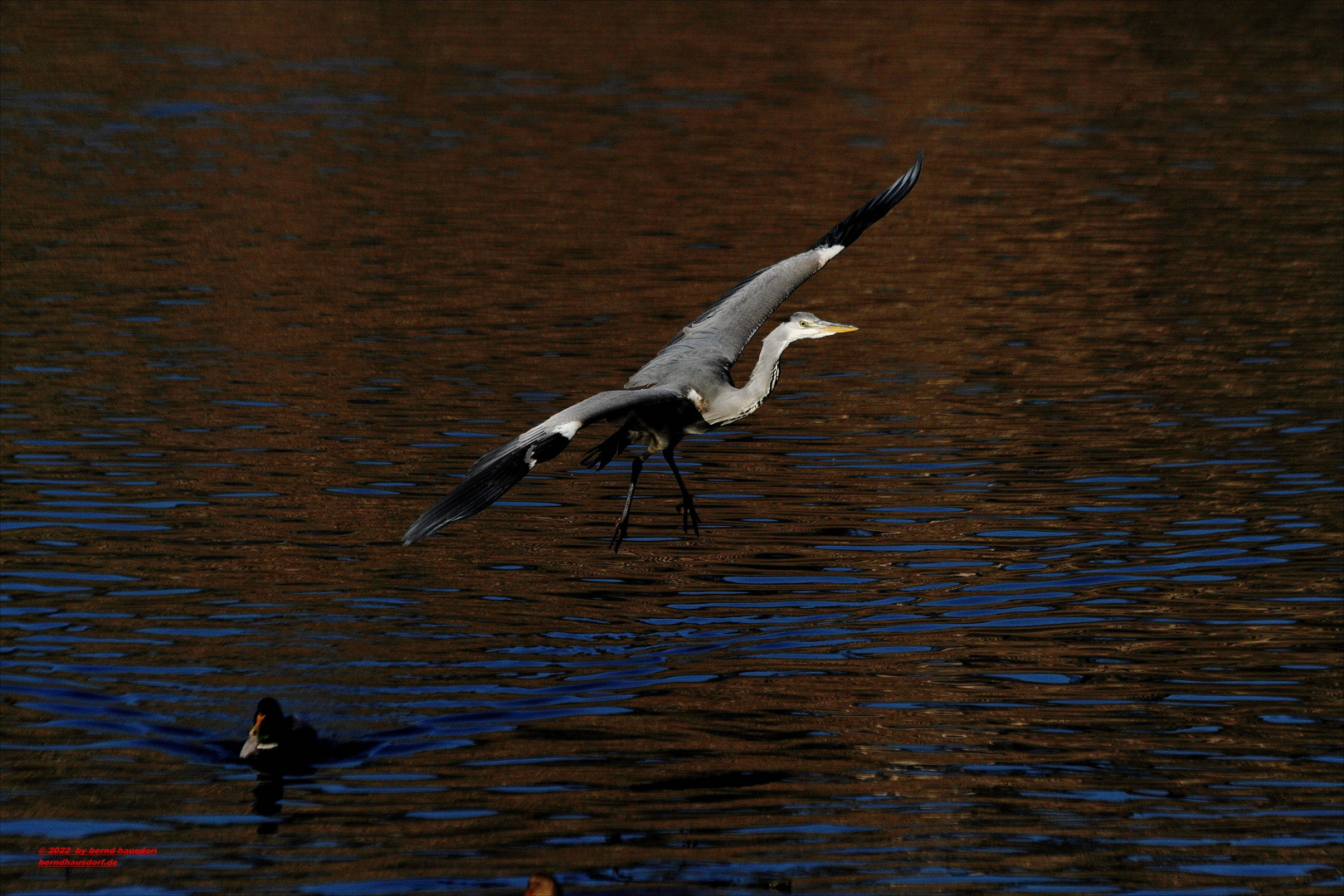 Graureiher und Flug