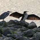 Graureiher und Kormoran