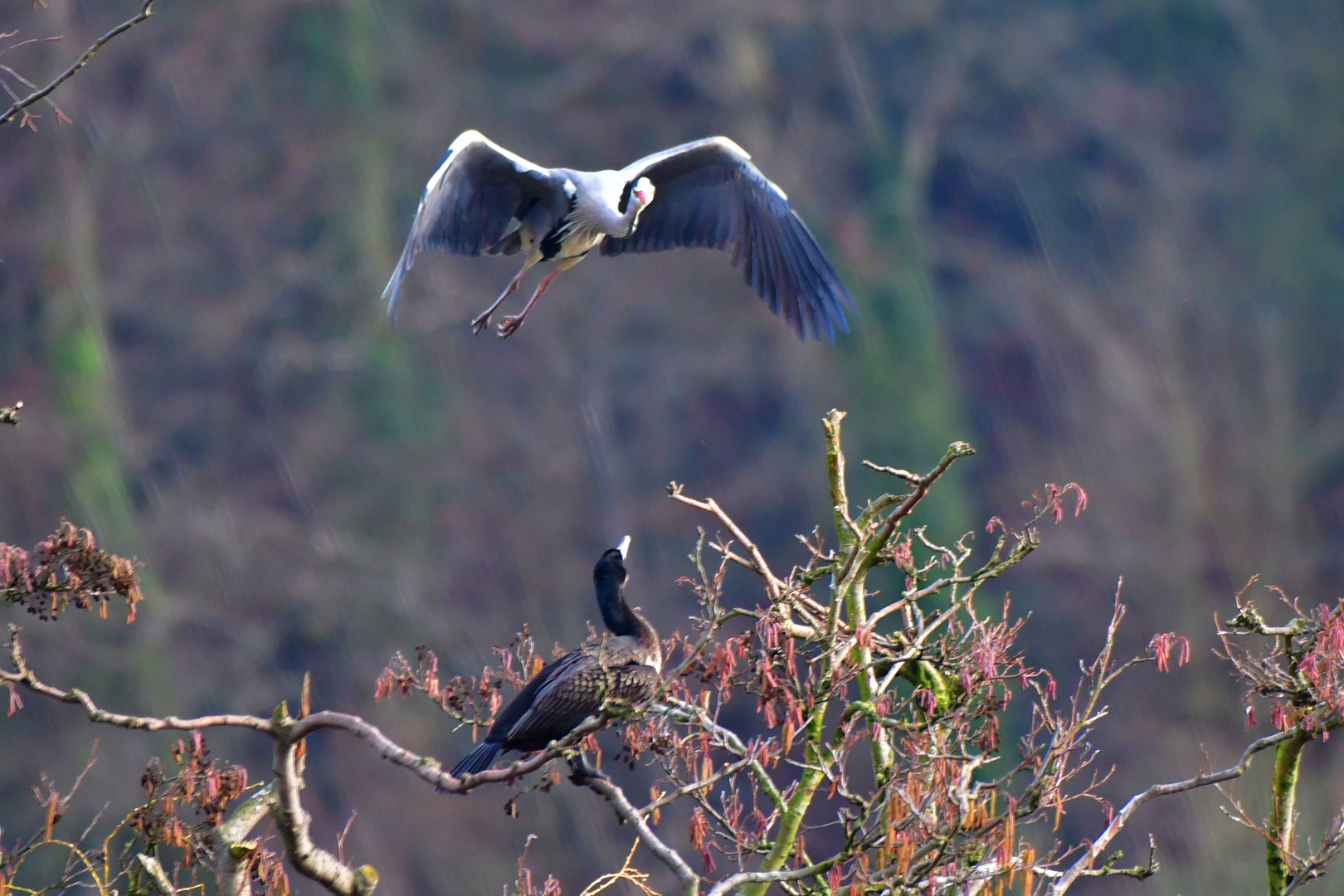 Graureiher und Kormoran am Baldeneysee