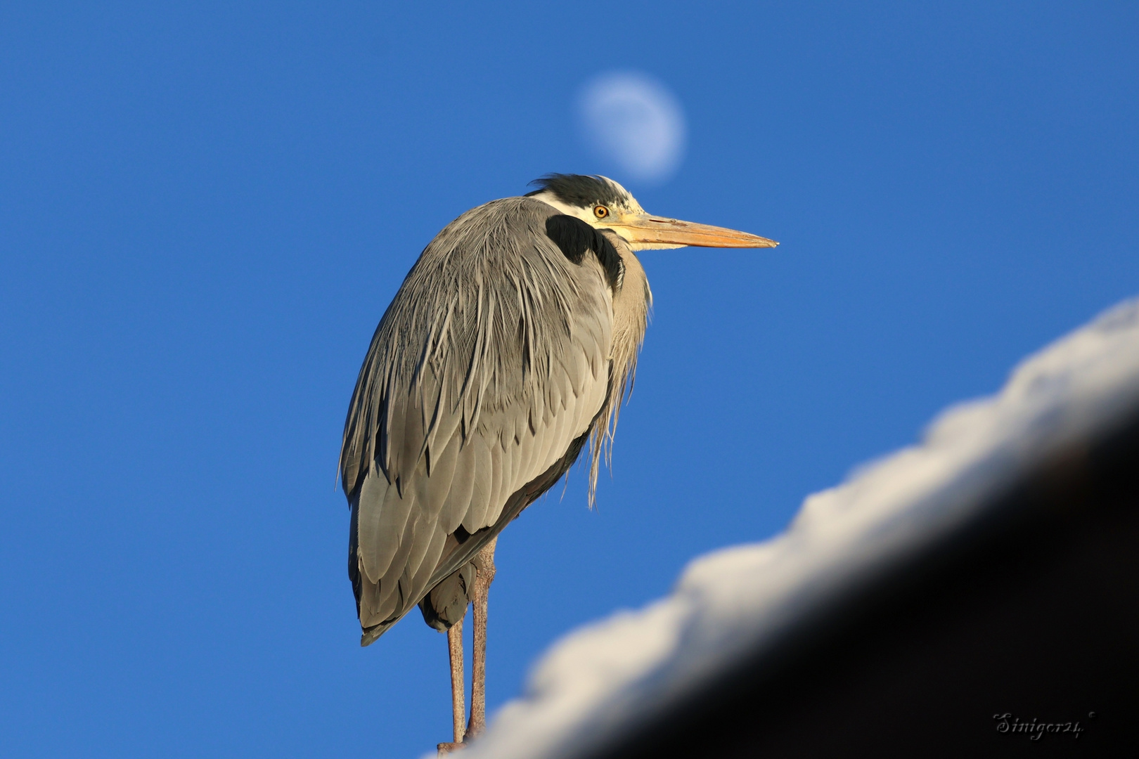 Graureiher und Mond