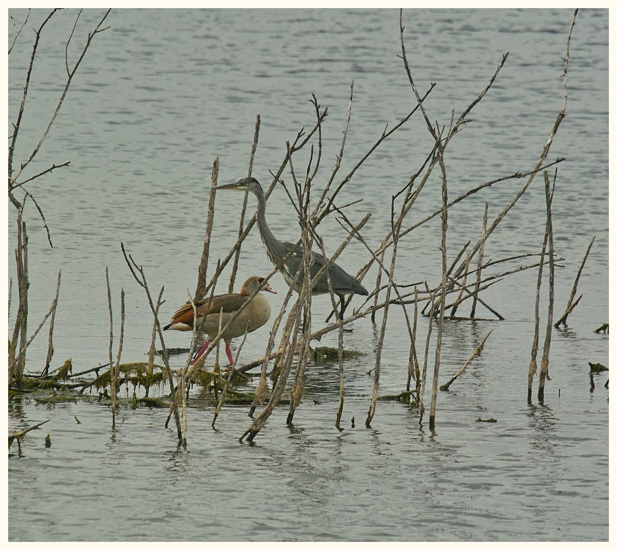 Graureiher und Nilgans .