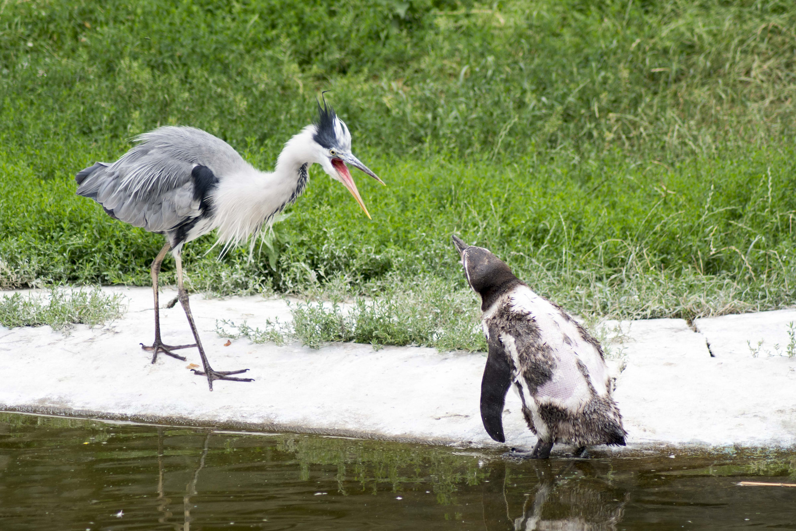 Graureiher und Pinguin haben Meinungsverschiedenheiten