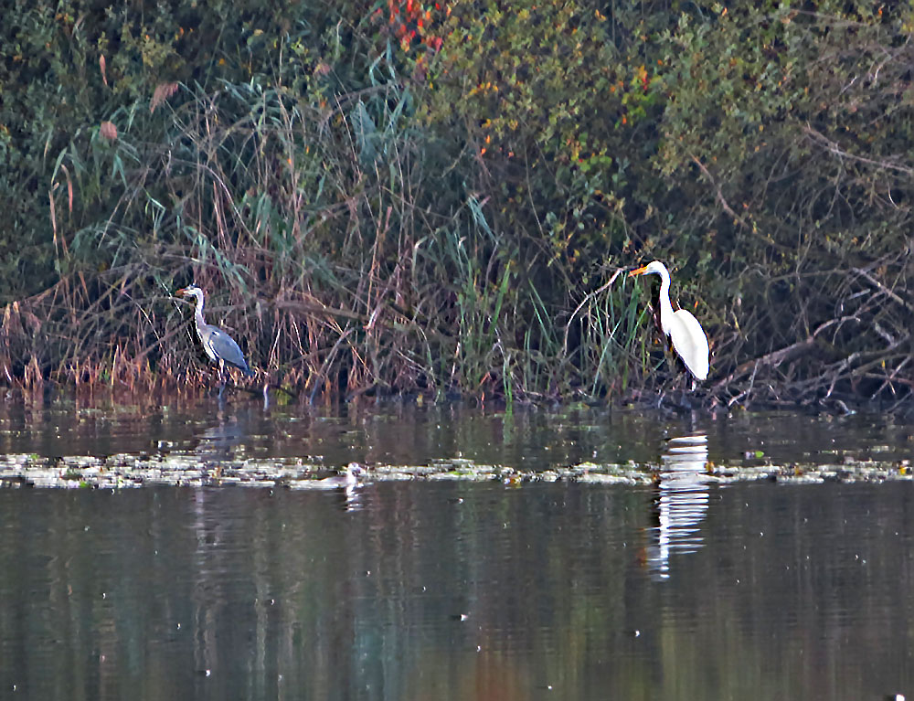 Graureiher und Silberreiher