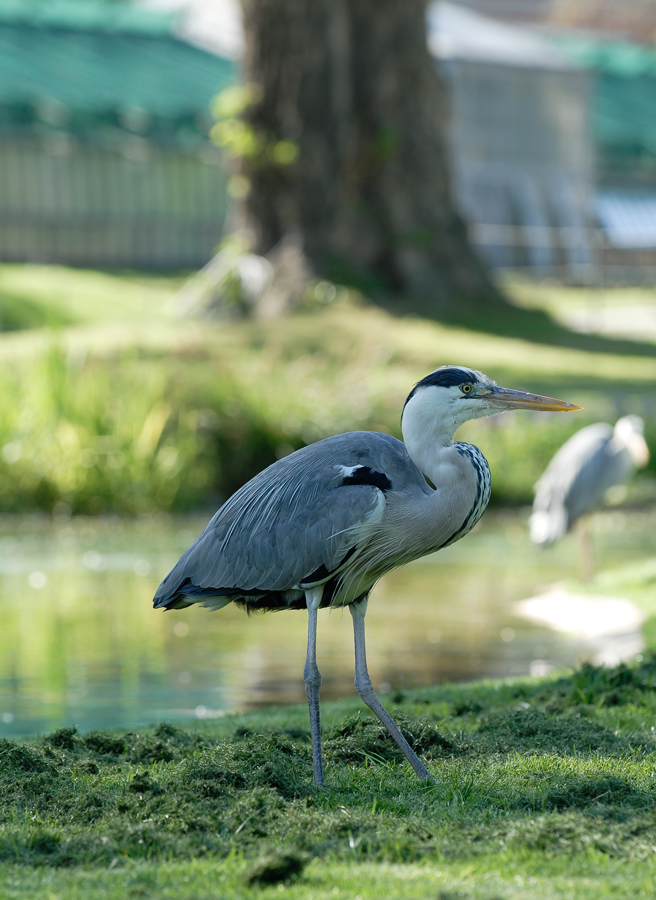 Graureiher unter Flamingos