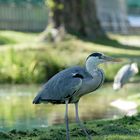 Graureiher unter Flamingos