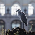 Graureiher vor dem Nymphenburger Schloß.