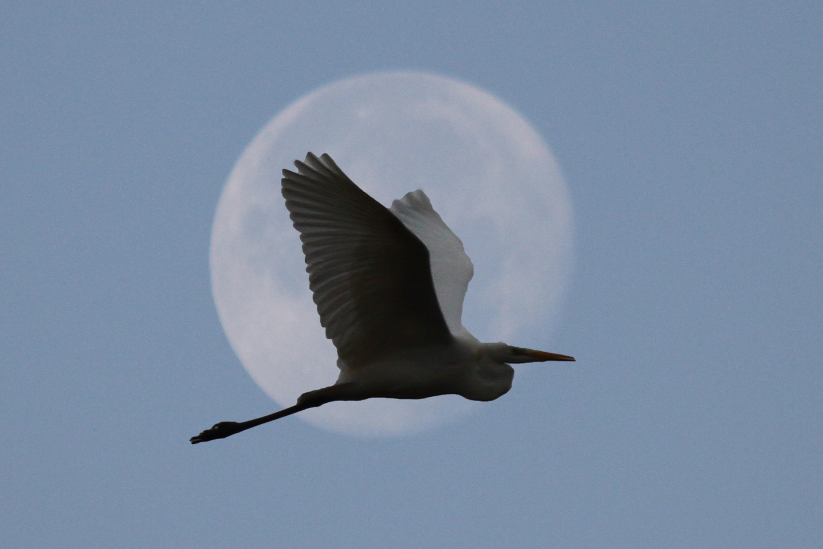 Graureiher vor Mond