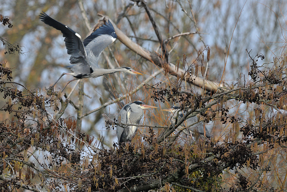 Graureiher – Vorbeiflug