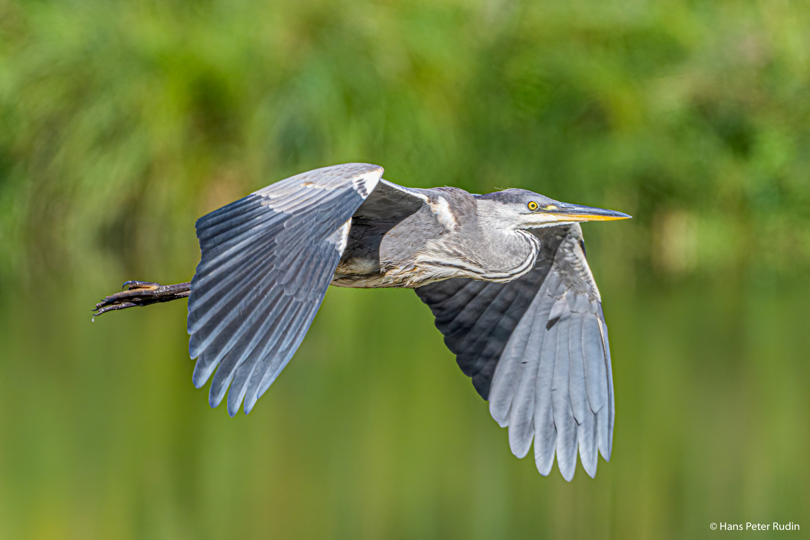 Graureiher – Vorbeiflug