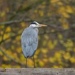 Graureiher: Wie zum Fotografieren hingestellt 01