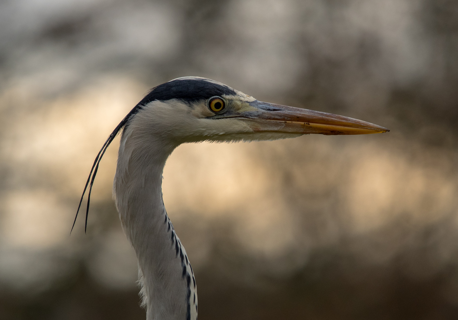 Graureiher, Wildpark Bad Mergentheim