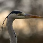 Graureiher, Wildpark Bad Mergentheim