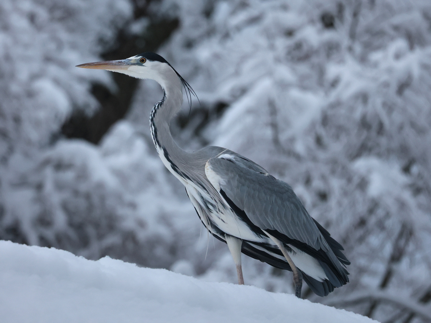 Graureiher, Winter, Schnee