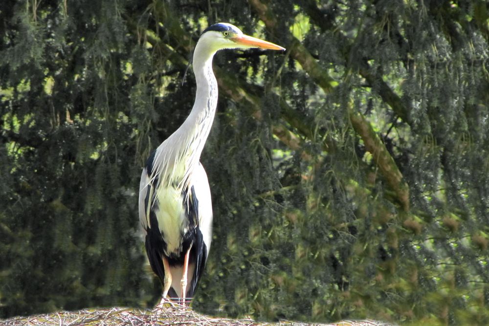 Graureiher (Zoo Neuwied)