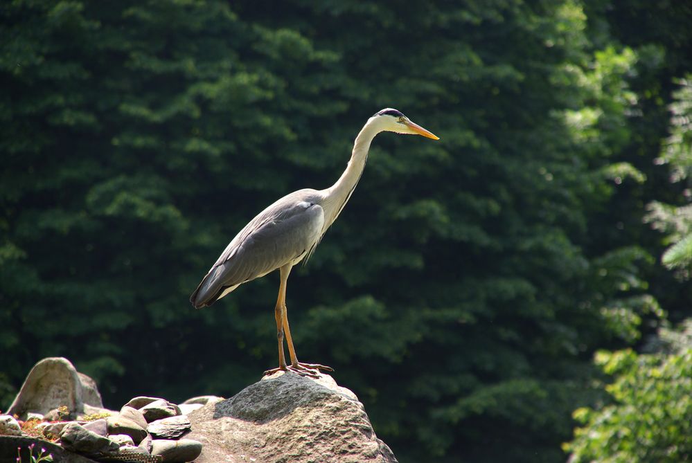 Graureiher (Zoo Neuwied)