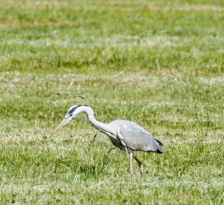 Graureiher_2